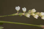 Bog smartweed